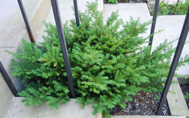 Taunton Spreading Yew - Image 3