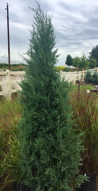 Taylor Eastern Redcedar - Image 2