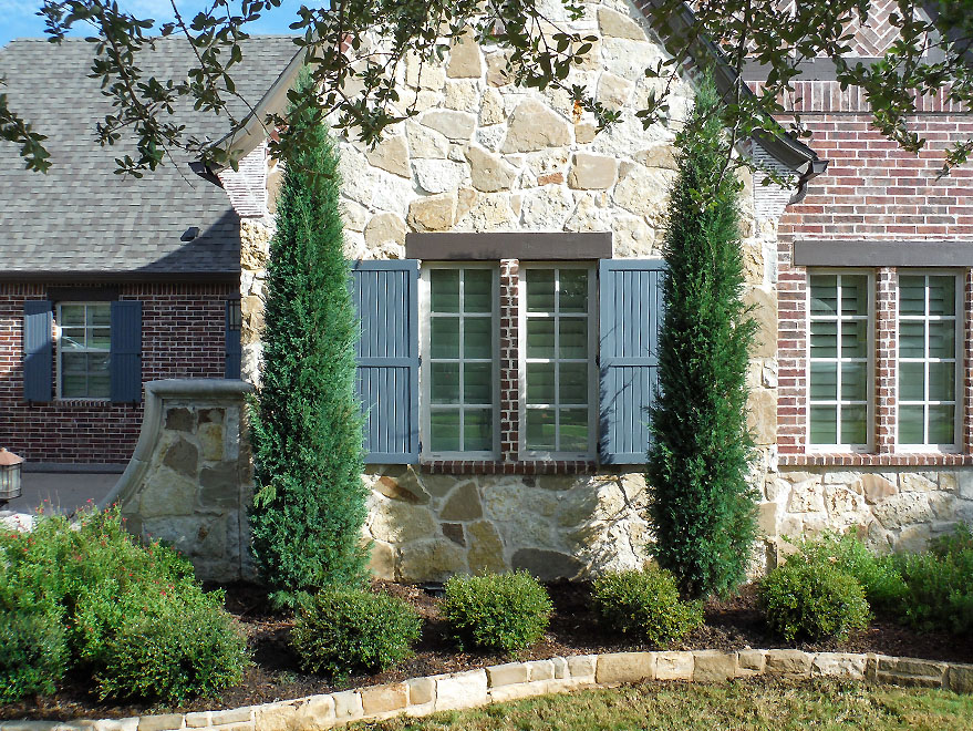 Taylor Eastern Redcedar - Image 3
