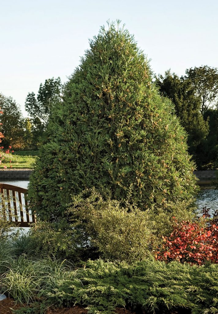Technito Arborvitae - Image 2