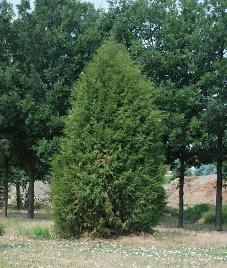 Technito Arborvitae - Image 3