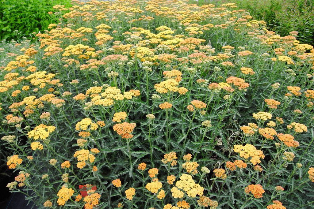 Terracotta Yarrow - Image 2