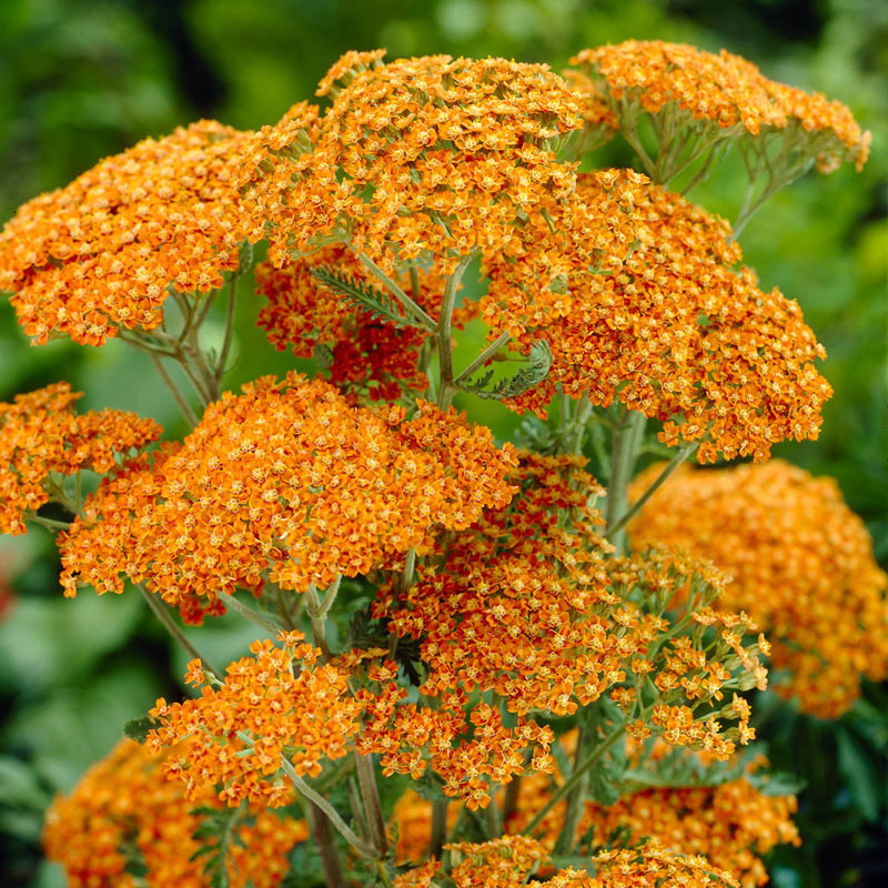 Terracotta Yarrow - Image 3