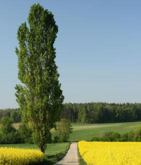 Theves Poplar - Image 3