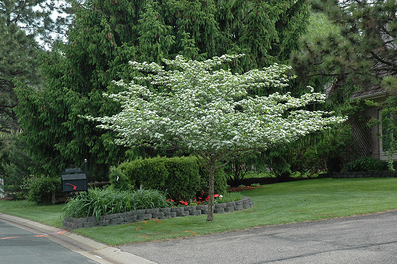 Thornless Cockspur Hawthorn - Image 2