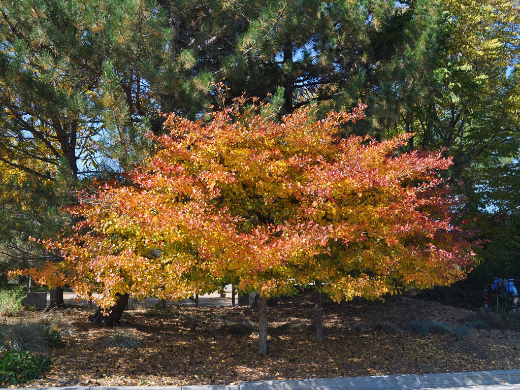 Thornless Cockspur Hawthorn - Image 3
