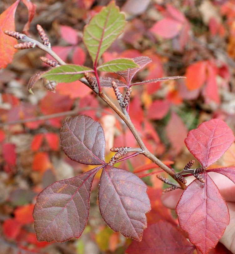 Three Leafed Sumac - Image 2