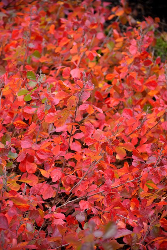 Three Leafed Sumac - Image 3