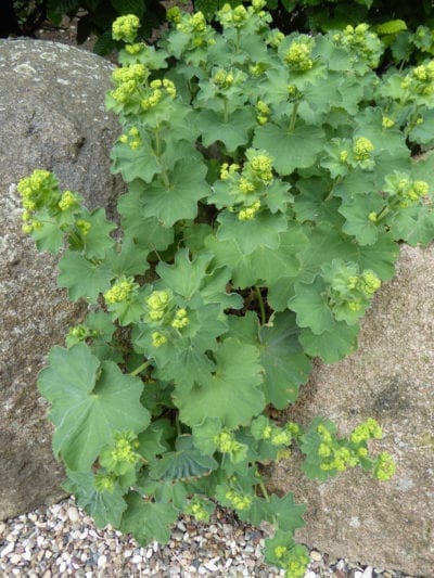Thriller Lady's Mantle - Image 2