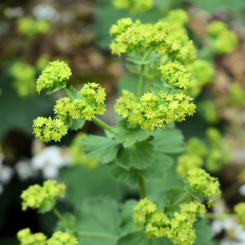 Thriller Lady's Mantle - Image 3