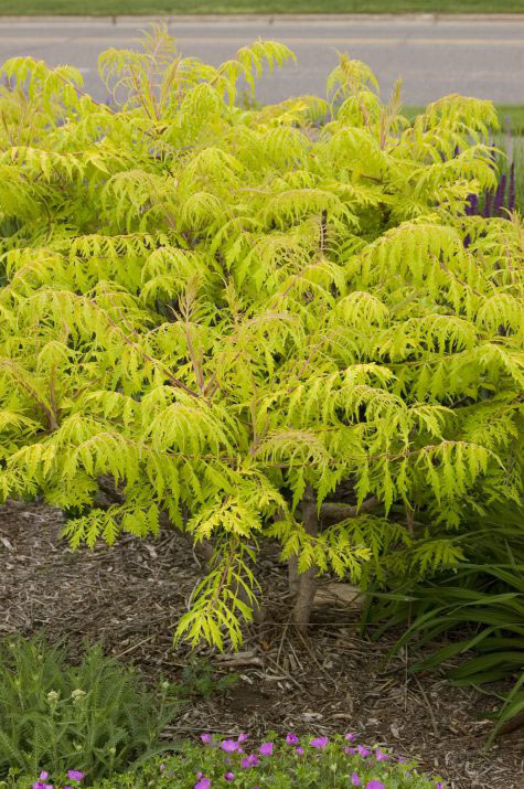 Tiger Eyes Cutleaf Staghorn Sumac - Image 3