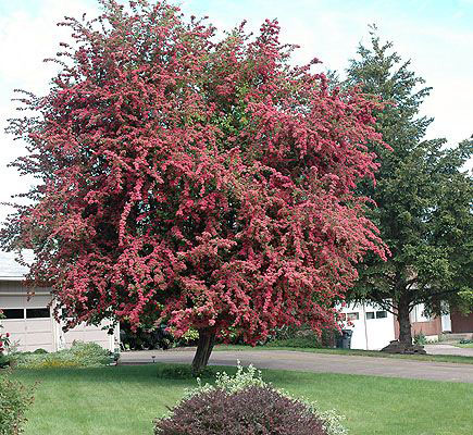 Toba Hawthorn - Image 2