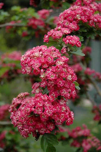 Toba Hawthorn - Image 3
