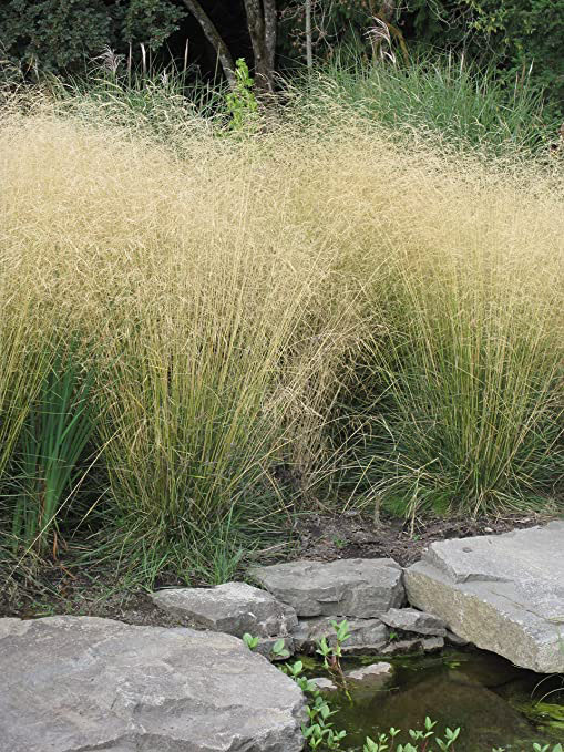 Tufted Hair Grass - Image 2