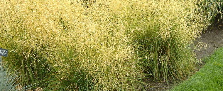 Tufted Hair Grass - Image 3
