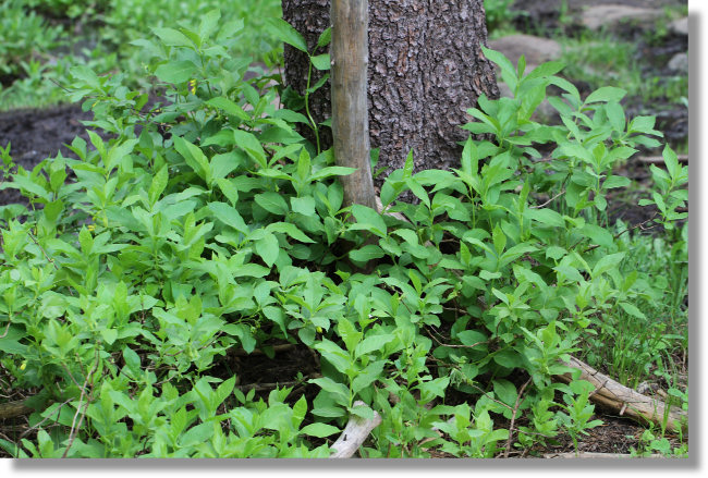 Twinberry Honeysuckle - Image 2