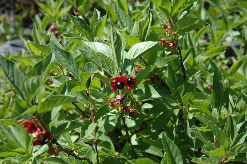 Twinberry Honeysuckle - Image 3