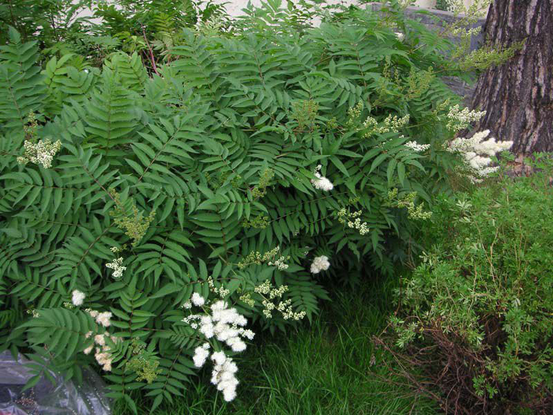 Ural Falsespirea - Image 2