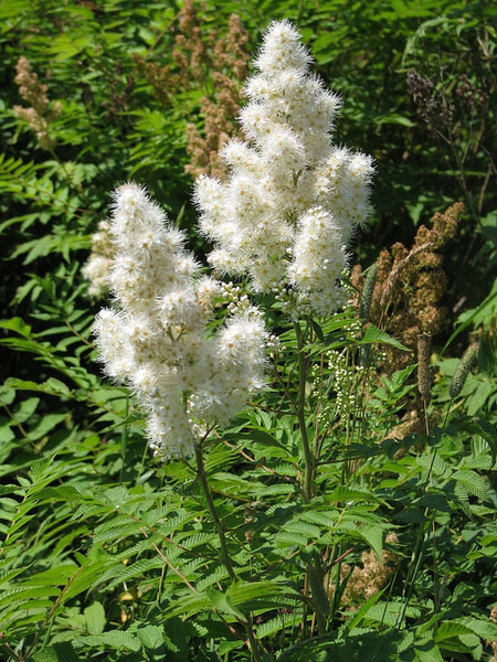 Ural Falsespirea - Image 3