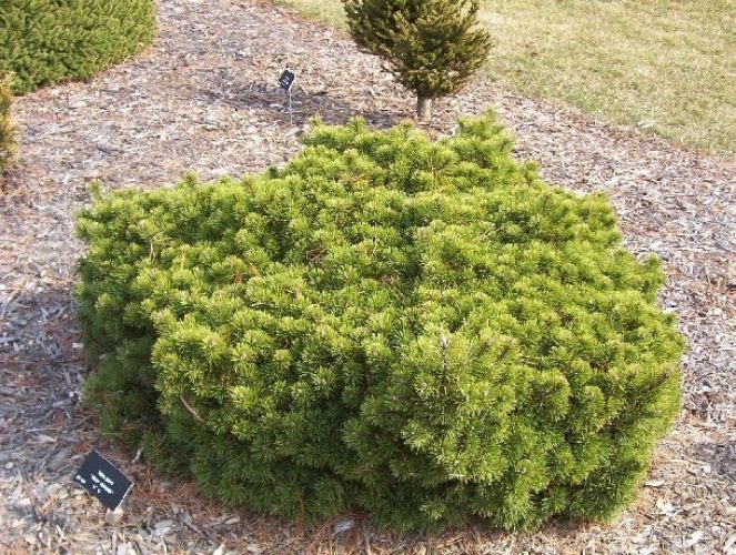Valley Cushion Mugo Pine - Image 2