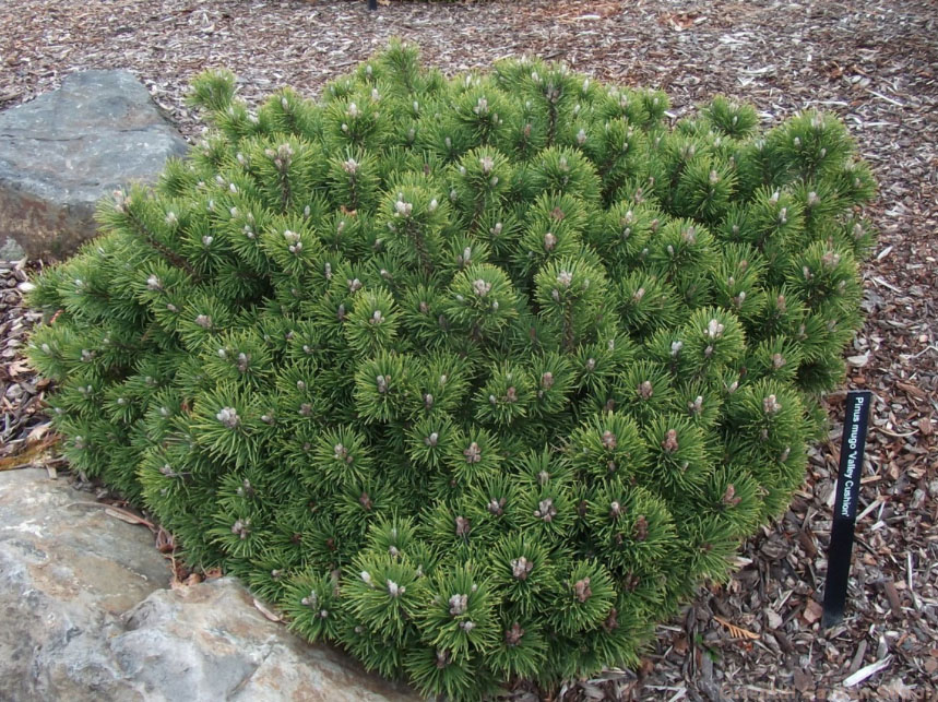 Valley Cushion Mugo Pine - Image 3