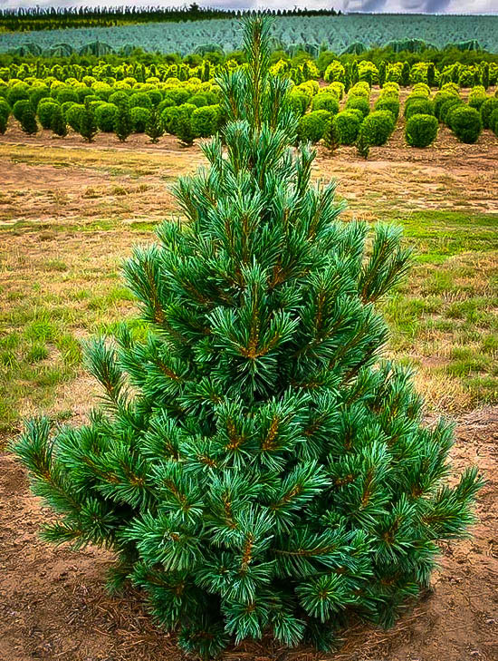 Vanderwolf Pine - Image 2