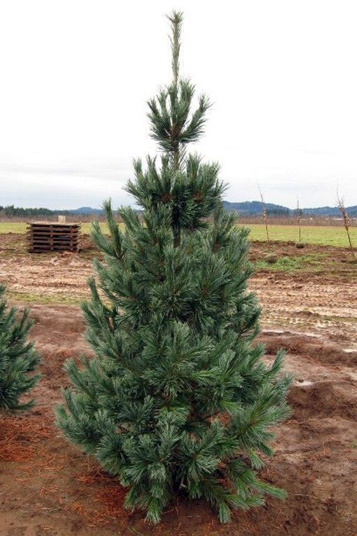 Vanderwolf Pine - Image 3