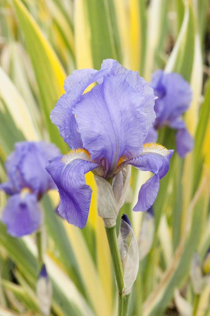Variegated Iris - Image 3