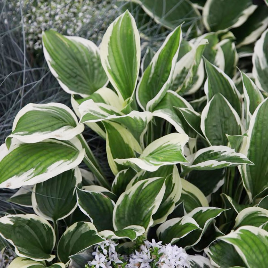 Variegated Plantain Lily - Image 2