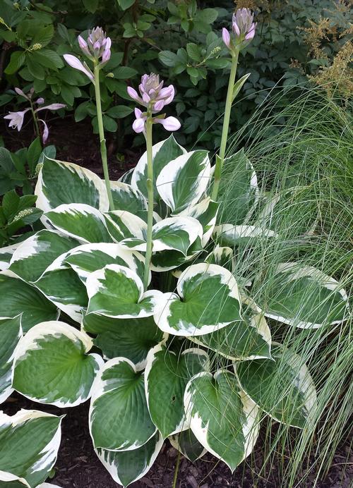 Variegated Plantain Lily - Image 3