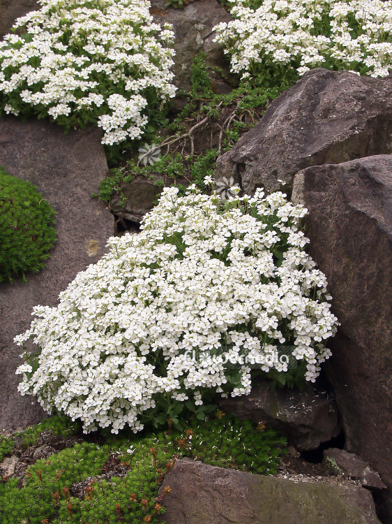 Variegated Rockcress - Image 2