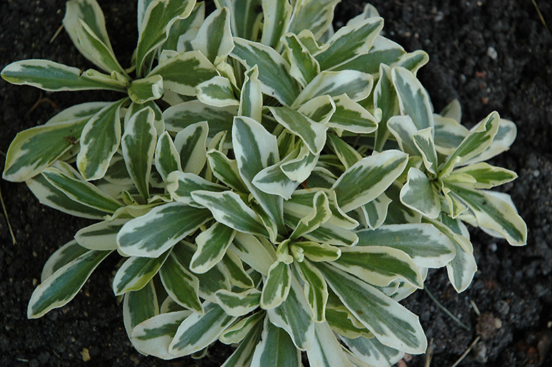 Variegated Rockcress - Image 3