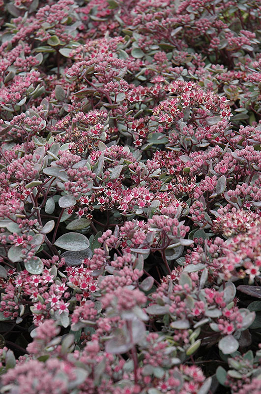 Vera Jameson Sedum - Image 2