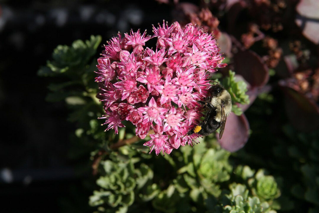 Vera Jameson Sedum - Image 3