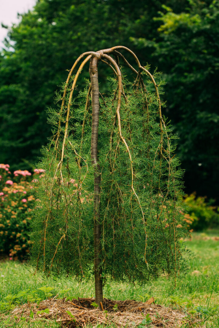 Weeping Caragana - Image 2