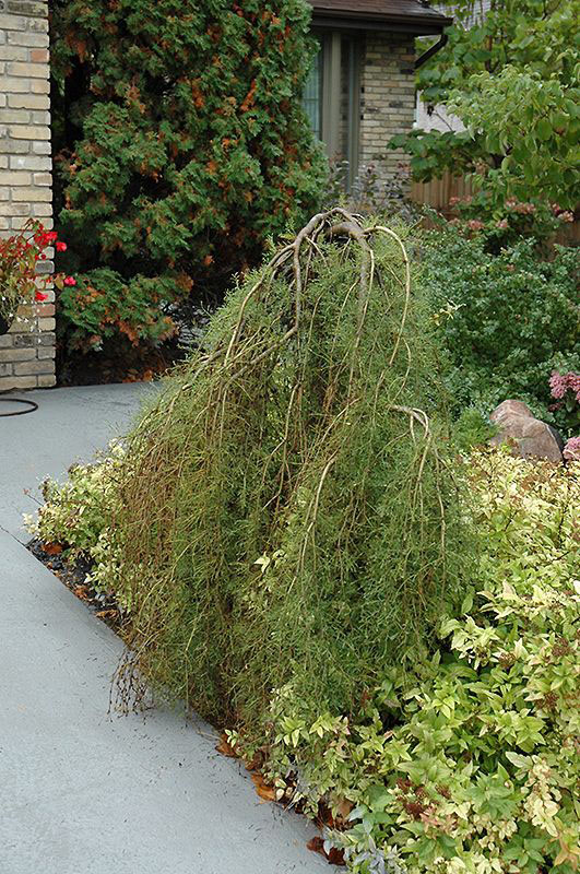 Weeping Caragana - Image 3