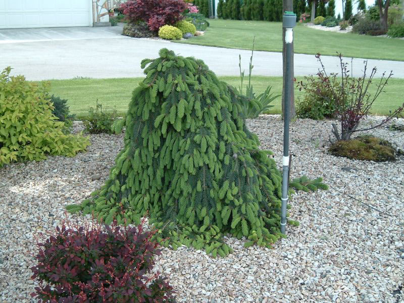 Weeping Norway Spruce - Image 2
