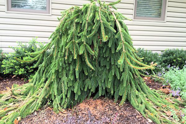 Weeping Norway Spruce - Image 3