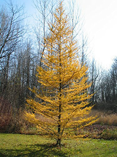 Western Larch - Image 2