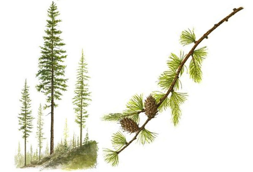 Western Larch - Image 3