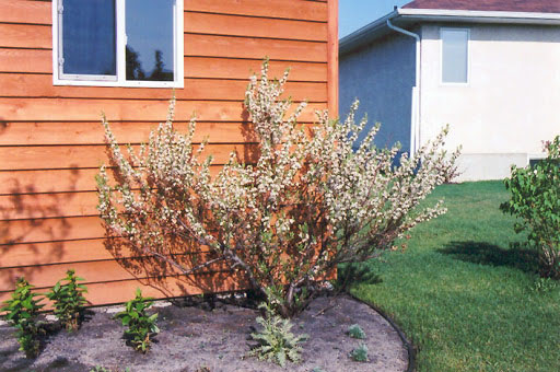 Western Sand Cherry - Image 2