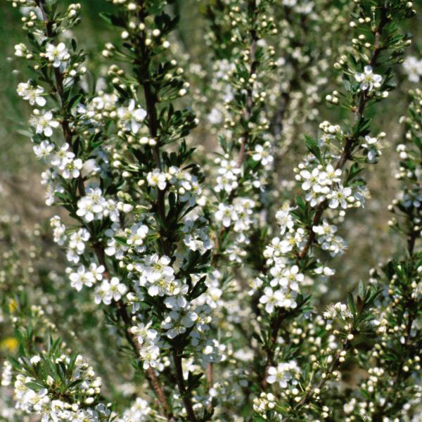 Western Sand Cherry - Image 3
