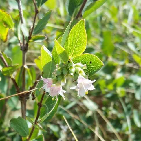 Western Snowberry - Image 2