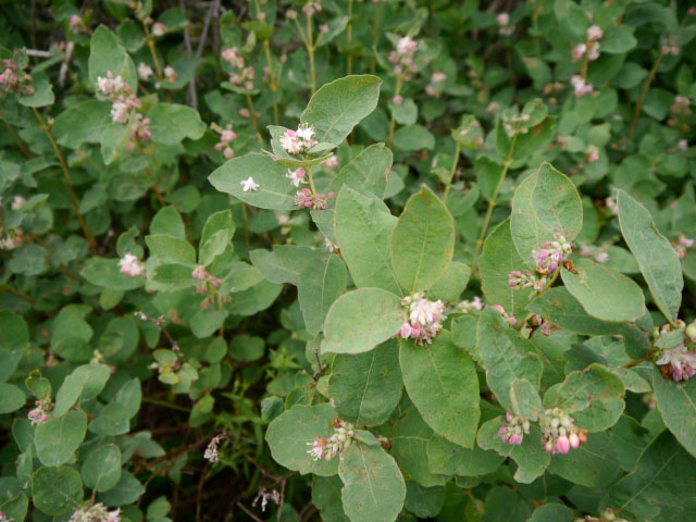 Western Snowberry - Image 3