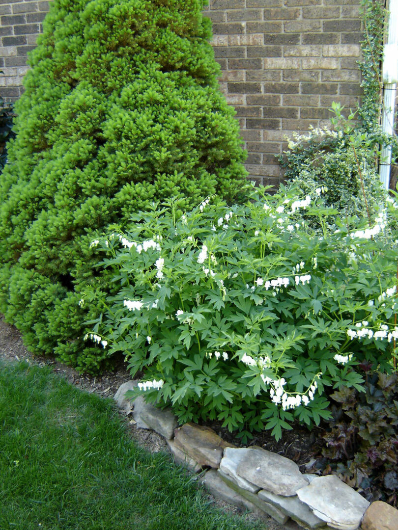 White Bleeding Heart - Image 2