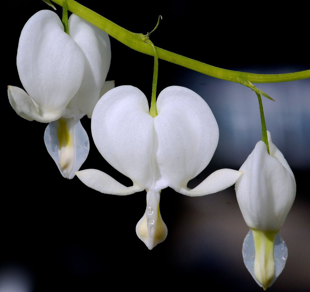 White Bleeding Heart - Image 3