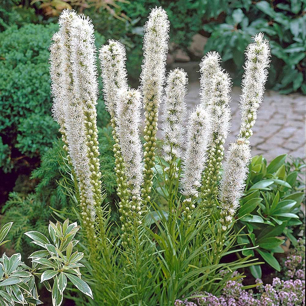 White Gayfeather - Image 2
