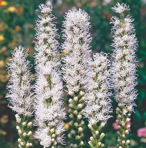 White Gayfeather - Image 3