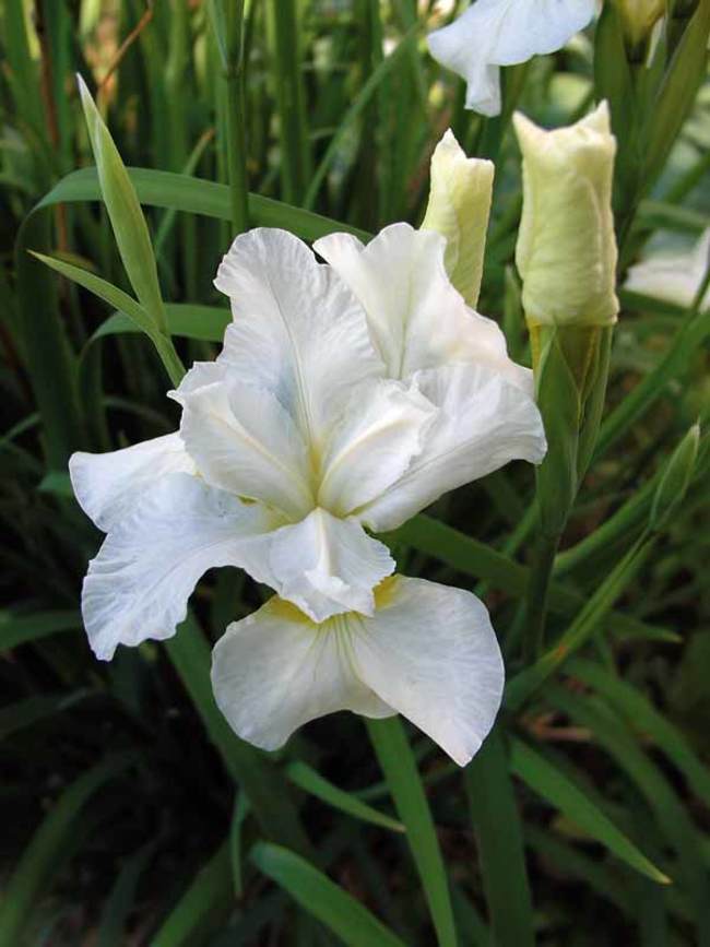 White Siberian Iris - Image 2