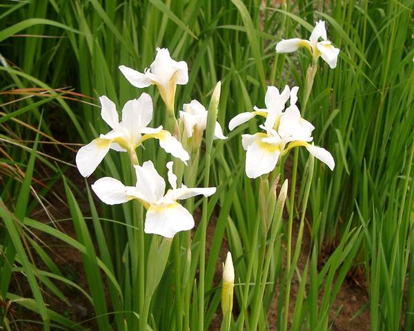 White Siberian Iris - Image 3